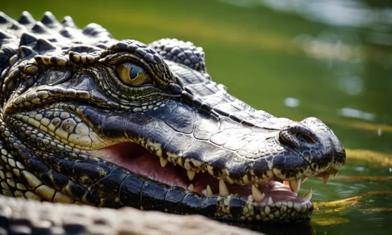 Alligator Prices In 2024: What You Need To Know