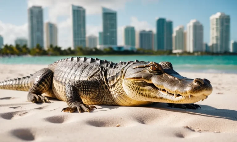 Alligators In Miami Beach: What You Need To Know
