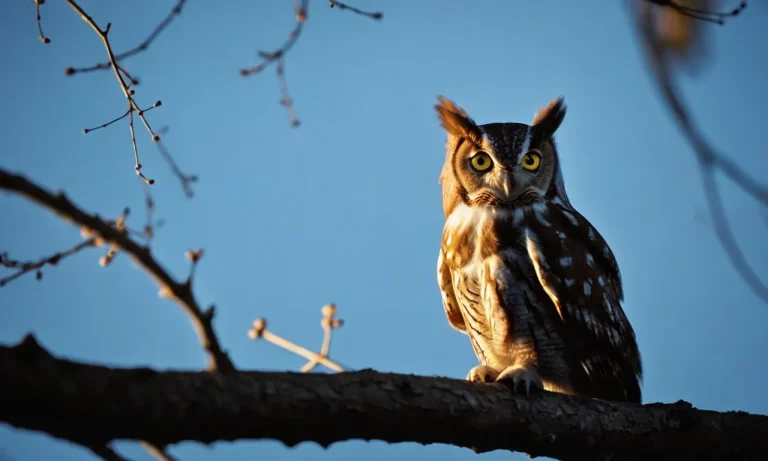 What Animal Screeches At Night? A Guide To Nocturnal Noisemakers