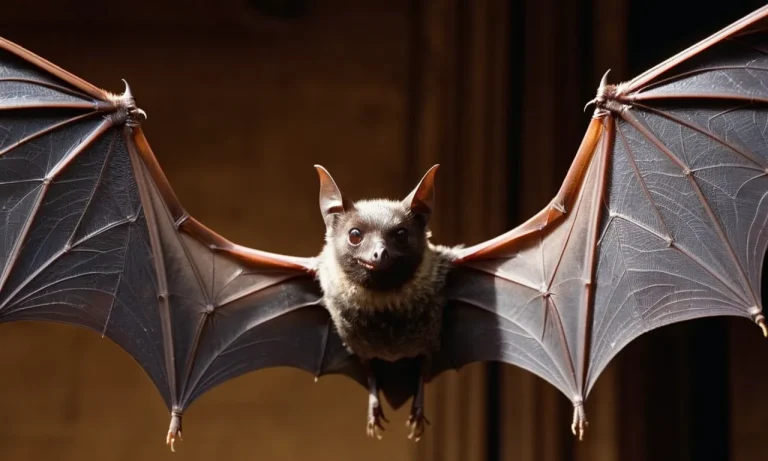 Are Bats And Birds Related? A Detailed Look At Their Evolutionary Relationship