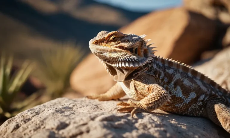 Are Bearded Dragons Dinosaurs? A Detailed Look At Their Evolutionary History