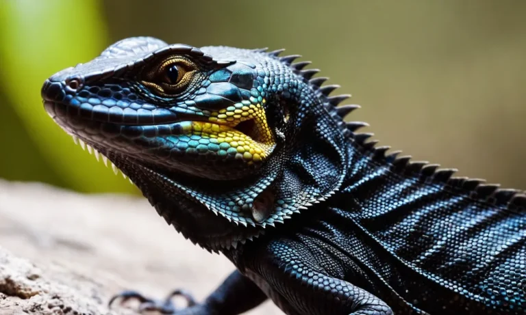 Are Black Lizards Poisonous? A Detailed Look