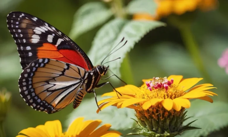 Are Butterflies Consumers?