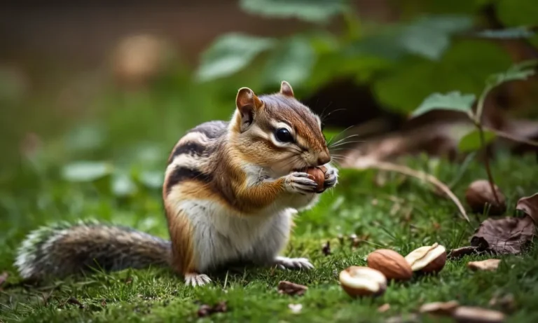 Are Chipmunks Smart? The Surprising Intelligence Of These Backyard Rodents