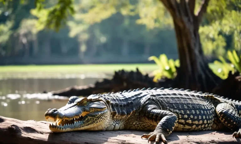 Are Crocodiles Older Than Trees? A Deep Dive Into The Evolutionary History