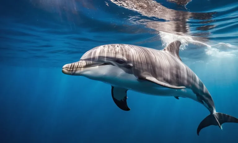 Are Dolphins Apex Predators? A Detailed Look