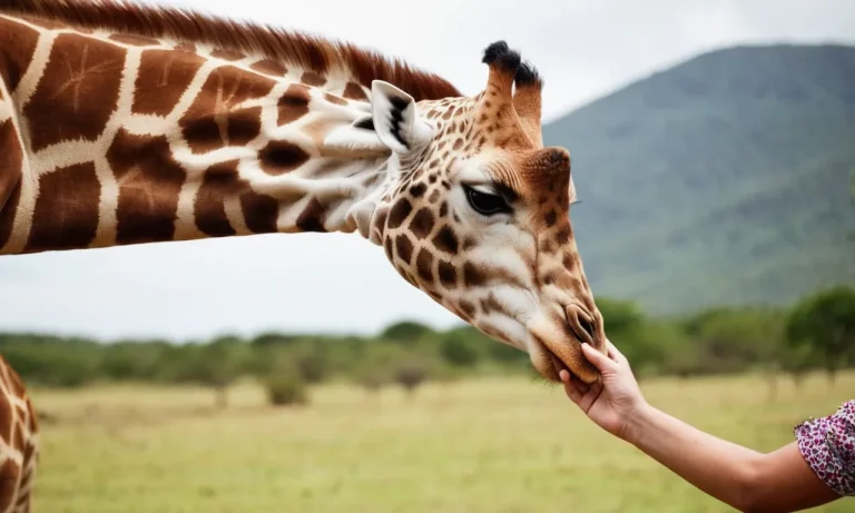 Are Giraffes Friendly To Humans?