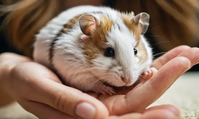 Are Hamsters Affectionate Pets?