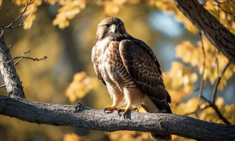 Are Hawks Smart? An In-Depth Look At Hawk Intelligence