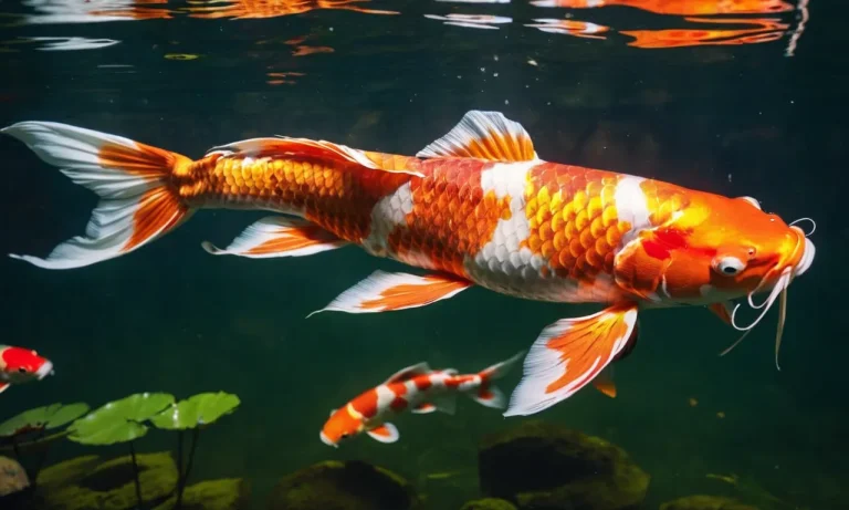Are Koi Fish Dangerous To Humans?