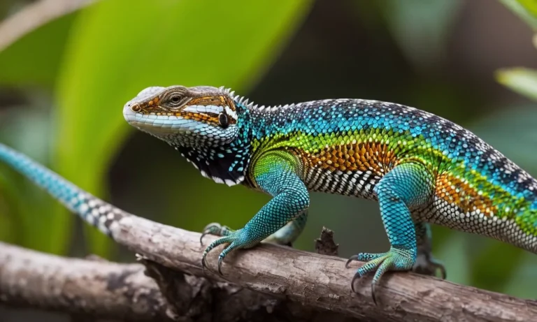 Are Long-Tailed Lizards Poisonous?