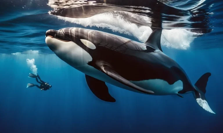 Are Orcas More Dangerous Than Sharks?