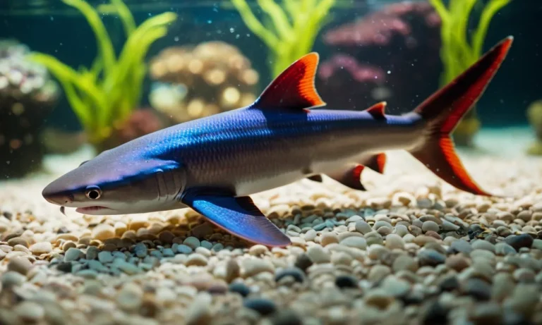 Are Rainbow Sharks Bottom Feeders?