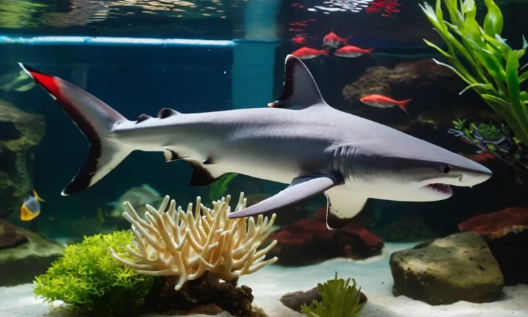 Are Red Tailed Sharks Aggressive?