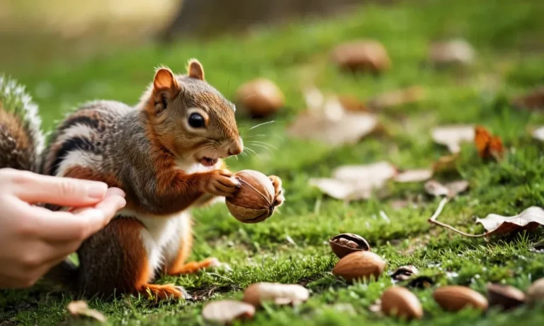 Are Squirrels Nice? A Deep Dive Into Squirrel Behavior