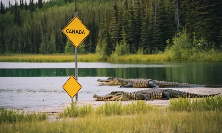 Are There Alligators In Canada? A Detailed Look