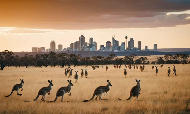 Kangaroos Vs Humans: Who Outnumbers Who In Australia?