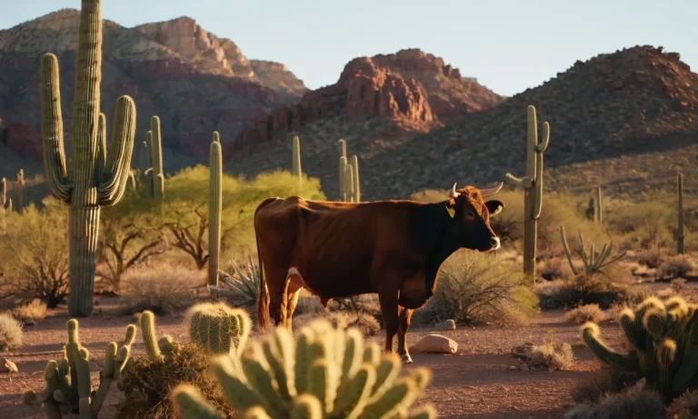 Are There Wild Cows In Arizona?