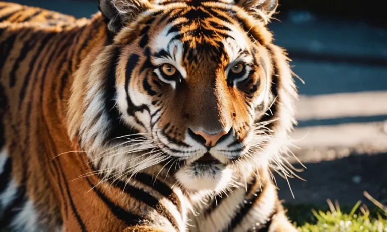 Are Tigers Black With Orange Stripes?