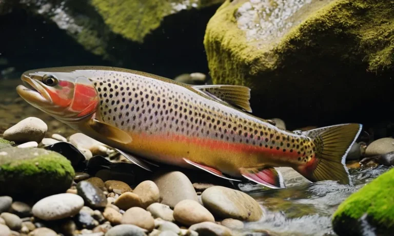 Are Trout Bottom Feeders? A Detailed Look At Trout Feeding Habits