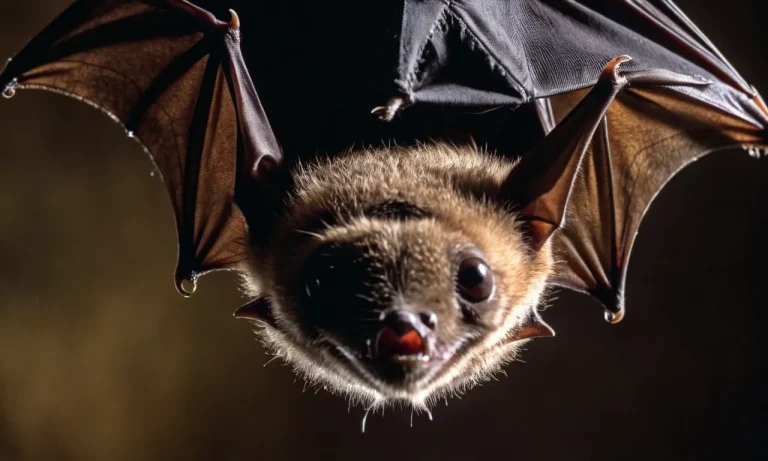 What Are The Personality Traits Of Bats?