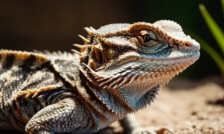Bearded Dragon Stress Signs: How To Tell If Your Beardie Is Stressed Out