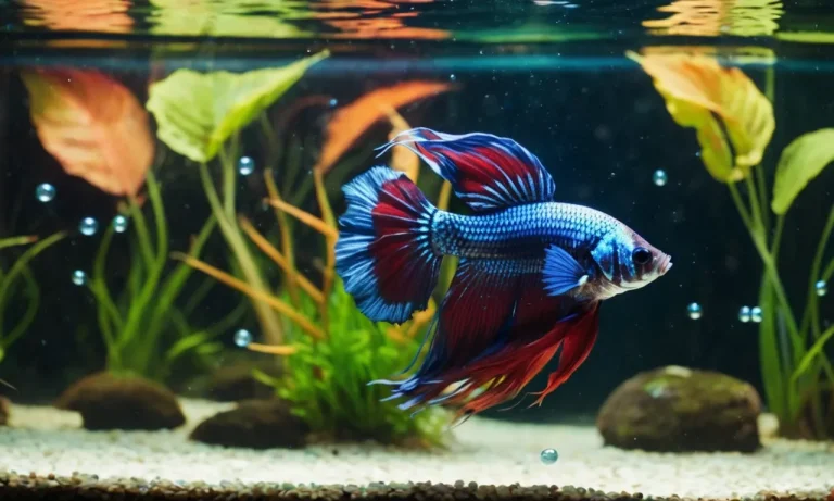 Betta Fish Acting Weird? 9 Common Causes And Solutions