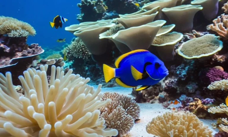 An In-Depth Look At Blue Tang And Clownfish