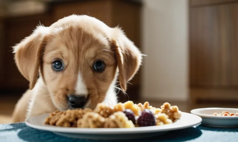 Can A 2 Month Old Puppy Eat Human Food?