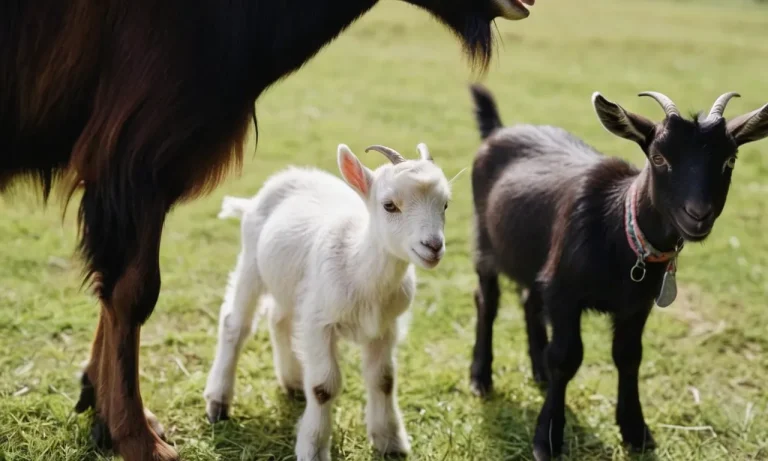 Can A Goat Give Birth Days Apart?