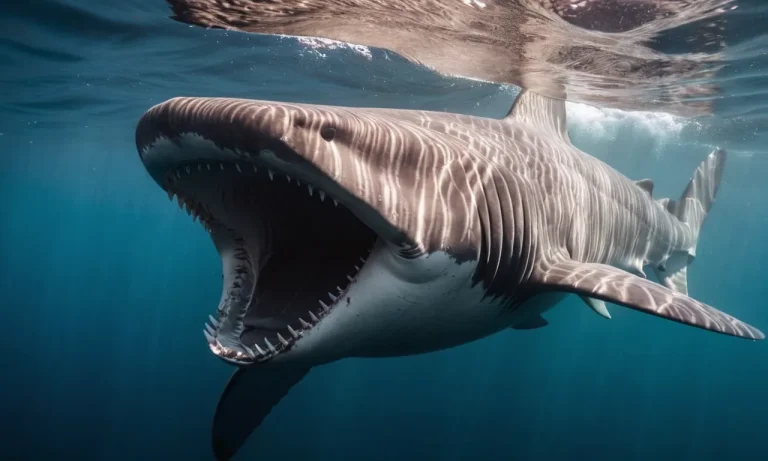 Can Basking Sharks Close Their Mouths?
