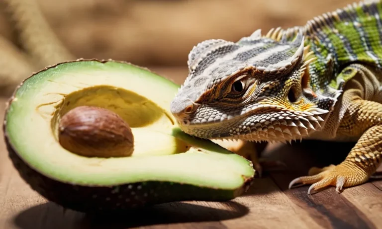 Can Bearded Dragons Eat Avocado? A Detailed Guide