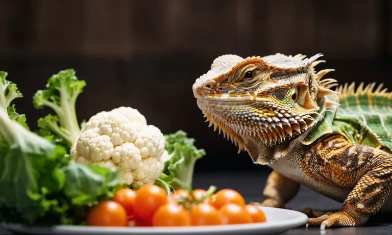 Can Bearded Dragons Eat Cauliflower? A Detailed Look