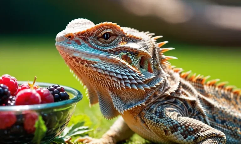 Can Bearded Dragons Eat Blackberries? A Detailed Look