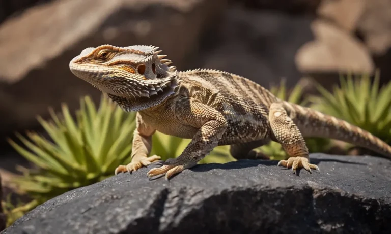 Can Bearded Dragons Jump? A Detailed Look