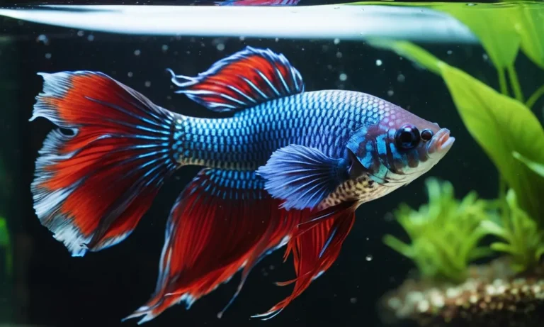 Can Betta Fish Live In 70 Degree Water?