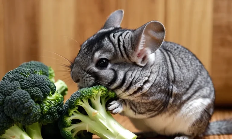 Can Chinchillas Eat Broccoli? A Detailed Look