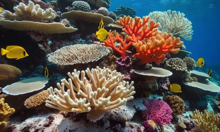 Can Coral Feel Pain? The Evidence Behind Coral Sentience