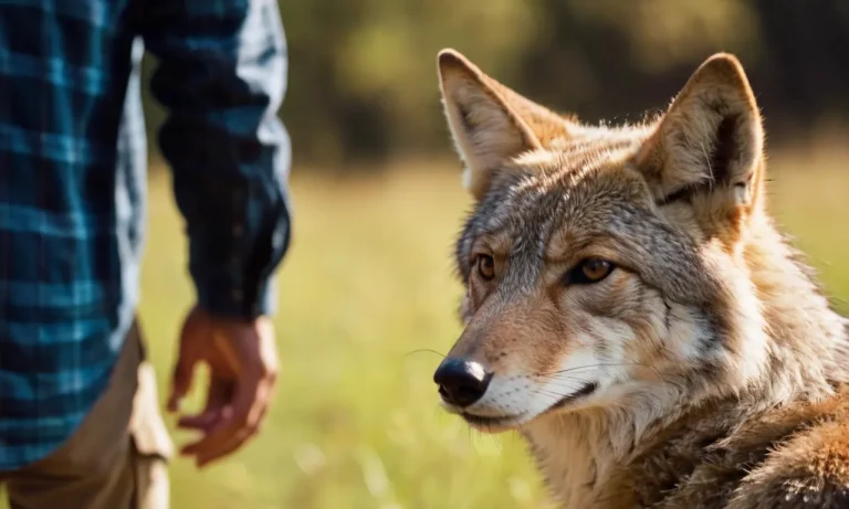 Can Coyotes Be Friendly? A Comprehensive Look