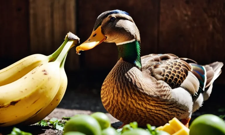 Can Ducks Eat Banana Peels? A Detailed Look