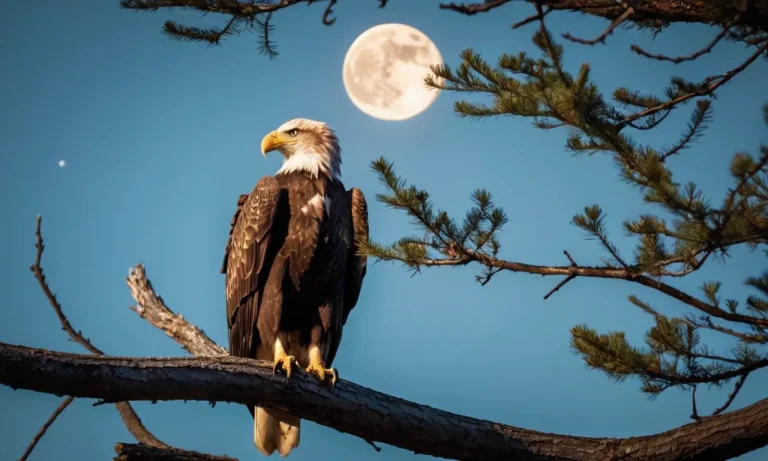 Can Eagles See In The Dark? A Detailed Look At Eagle Vision