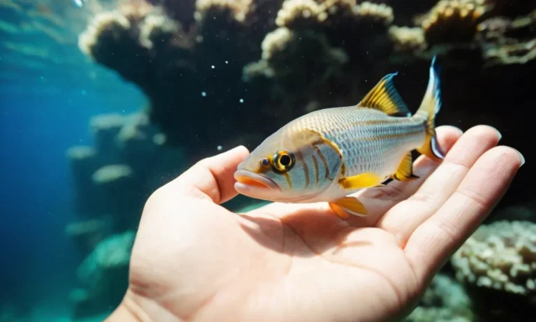 Can Fish Love Their Owners? The Surprising Science Behind Fish Emotions