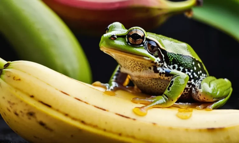 Can Frogs Eat Bananas? A Detailed Look