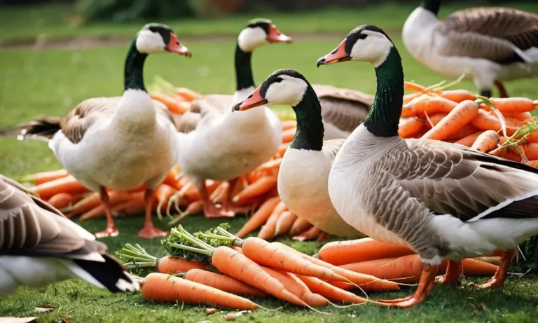 Can Geese Eat Carrots? A Detailed Look