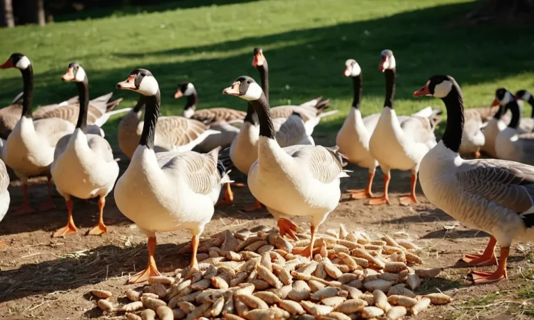 Can Geese Eat Chicken Feed? A Detailed Look