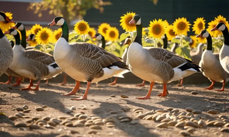 Can Geese Eat Sunflower Seeds? A Detailed Look
