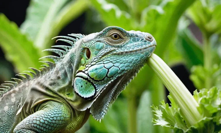Can Iguanas Eat Celery? A Detailed Look