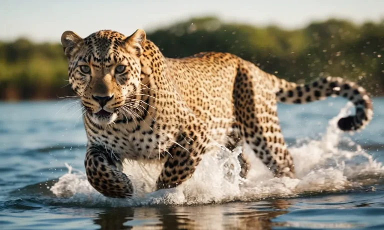 Can Leopards Swim? A Detailed Look At Leopards And Water