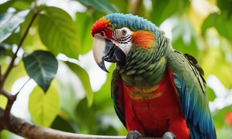 Can Parrots Understand English?