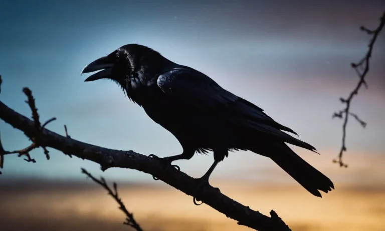 Can Ravens See In The Dark? A Detailed Look At The Visual Abilities Of Corvus Corax